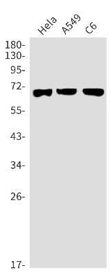 Western Blot: Syntaxin-BP1 Antibody (S05-4B6) [NBP3-15097]