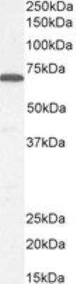 Western Blot: Syntaxin-BP1 Antibody [NB100-41370]