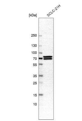 Western Blot: Syntaxin-BP1 Antibody [NBP1-83139]