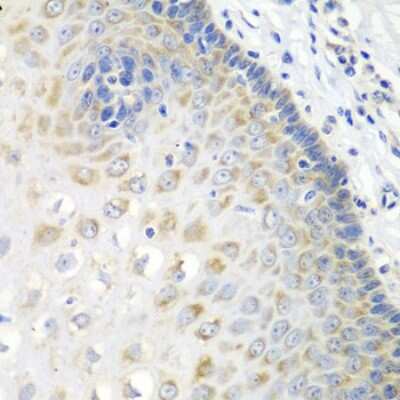 Immunohistochemistry-Paraffin: Syntaxin Binding Protein 4 Antibody - BSA Free [NBP2-94904]