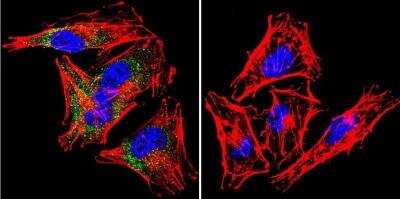 Immunocytochemistry/ Immunofluorescence: Syntrophin Antibody (1351) [NB600-1294]