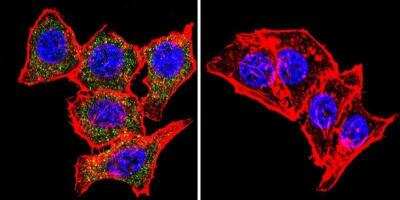 Immunocytochemistry/ Immunofluorescence: Syntrophin Antibody (1351) [NB600-1294]