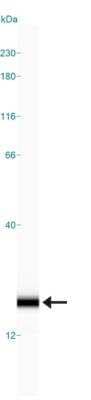 Simple Western: alpha-Synuclein Antibody (2A7) [NBP1-05194]
