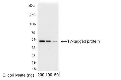 Western Blot: T7 Epitope Tag AntibodyBSA Free [NB600-371]