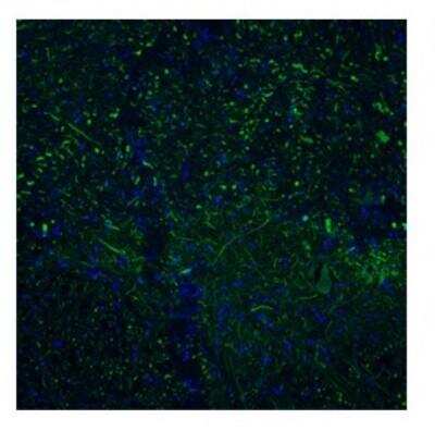 Immunocytochemistry/ Immunofluorescence: TAAR5 Antibody [NBP1-68902]