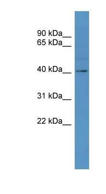 Western Blot: TAAR5 Antibody [NBP1-68902]