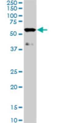 Western Blot: TAB1 Antibody (2A12) [H00010454-M03]