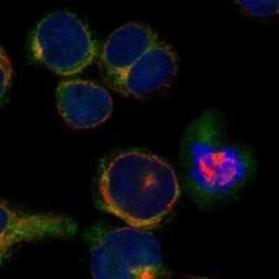 Immunocytochemistry/ Immunofluorescence: TACC1 Antibody [NBP3-17316]