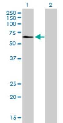 Western Blot: TADA3L Antibody [H00010474-D01P]
