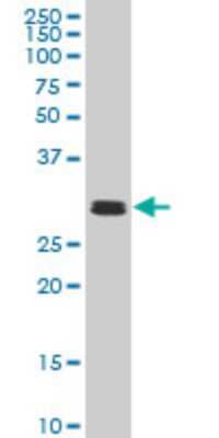 Western Blot: TAF11 Antibody (2G9) [H00006882-M04]
