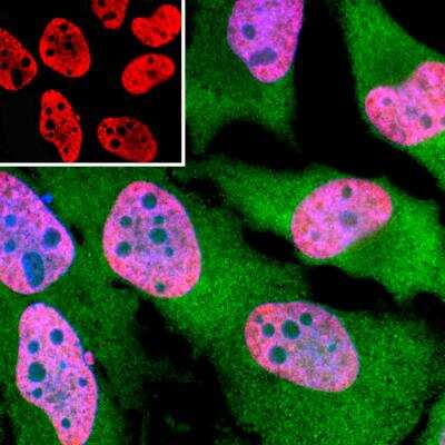 Immunocytochemistry/ Immunofluorescence: TAF15 Antibody (4D71) [NBP1-92685]
