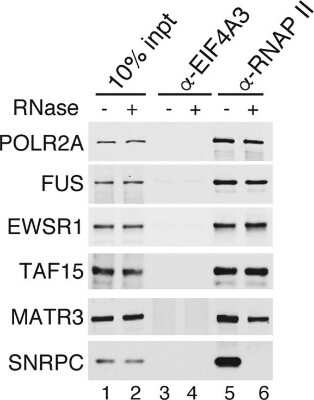 Western Blot: TAF15 Antibody [NB100-567]