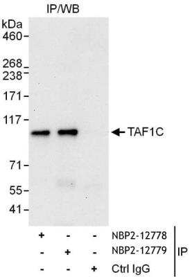Immunoprecipitation: TAF1C Antibody [NBP2-12778]