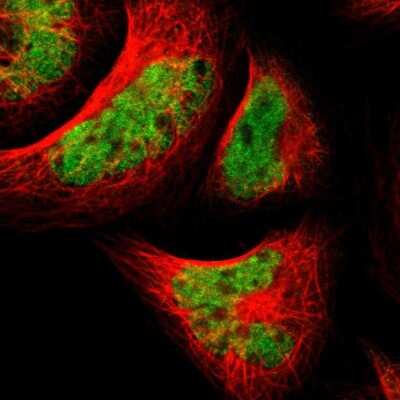 Immunocytochemistry/ Immunofluorescence: TAF5 Antibody [NBP1-86971]