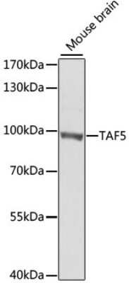Western Blot: TAF5 AntibodyBSA Free [NBP2-93025]