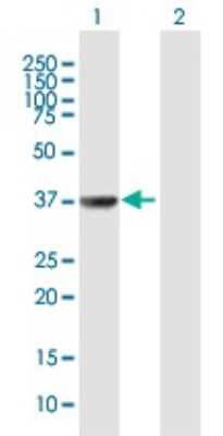 Western Blot: TAF5L Antibody [H00027097-B01P]