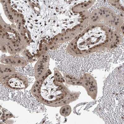 Immunohistochemistry-Paraffin: TAF8 Antibody [NBP2-38188]