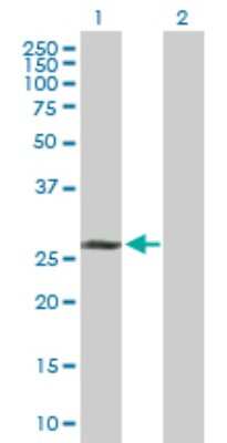 Western Blot: TAF9b Antibody [H00051616-D01P]