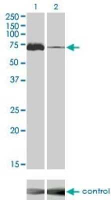 Western Blot: TAK1 Antibody (2E10) [H00006885-M02]