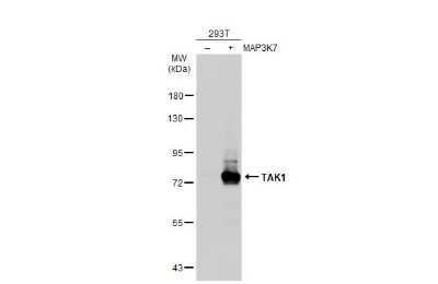 Western Blot: TAK1 Antibody [NBP3-13401]