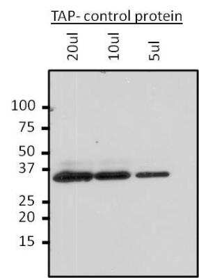 Western Blot: TAP Tag Antibody (22F12-1E3) [NBP2-54891]