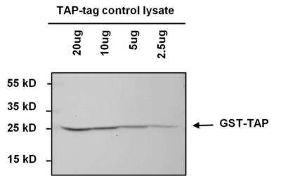 Western Blot: TAP Tag Antibody (22F12-1E3) [NBP2-54891]