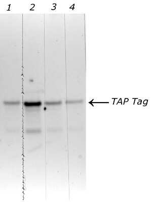 Western Blot: TAP Tag AntibodyAzide and BSA Free [NBP2-31052]