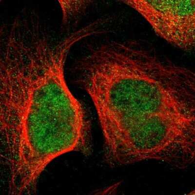 Immunocytochemistry/ Immunofluorescence: TAPP1/PLEKHA1 Antibody [NBP1-86967]