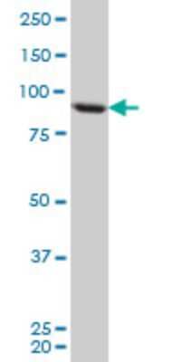 Western Blot: TARS Antibody (1A9) [H00006897-M01]