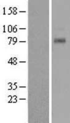 Western Blot: TAS1R1 Overexpression Lysate [NBL1-16705]