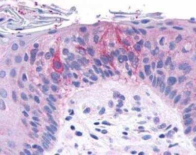 Immunohistochemistry-Paraffin: TAS1R2 Antibody - BSA Free [NLS2007]