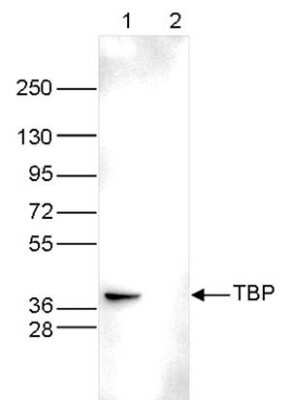 Western Blot: TATA binding protein TBP Antibody (C.15200002) [NBP2-59208]