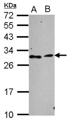 Western Blot: TATDN3 Antibody [NBP2-20573]
