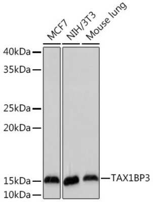 Western Blot: TAX1BP3 Antibody (9T0I1) [NBP3-15919]