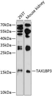 Western Blot: TAX1BP3 AntibodyAzide and BSA Free [NBP2-93739]