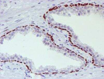 Immunohistochemistry-Paraffin: TAZ/WWTR1 Antibody (OTI1H9) [NBP2-01209]