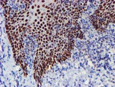 Immunohistochemistry-Paraffin: TAZ/WWTR1 Antibody (OTI1H9) [NBP2-01209]