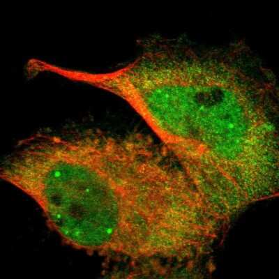 Immunocytochemistry/ Immunofluorescence: TAZ/WWTR1 Antibody [NBP1-85067]