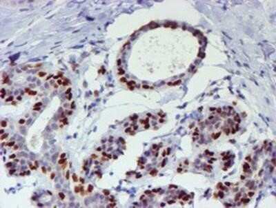 Immunohistochemistry: TAZ/WWTR1 Antibody (OTI1H9) - Azide and BSA Free [NBP2-74449]