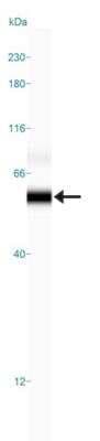 Simple Western: TAZ/WWTR1 Antibody [NBP1-85067]