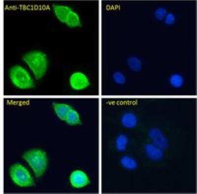 Immunocytochemistry/ Immunofluorescence: TBC1D10A Antibody [NBP2-61998]