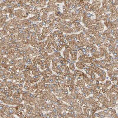 Immunohistochemistry-Paraffin: TBC1D10A Antibody [NBP1-89294]