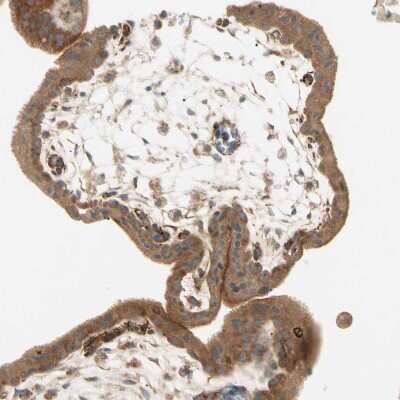 Immunohistochemistry-Paraffin: TBC1D10A Antibody [NBP1-89294]