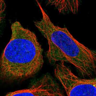 Immunocytochemistry/ Immunofluorescence: TBC1D2B Antibody [NBP2-30533]