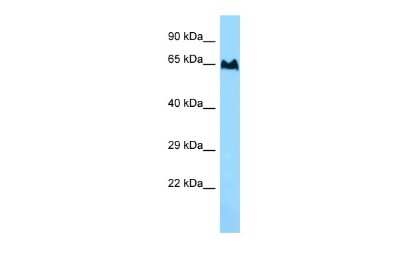 Western Blot: TBC1D3 Antibody [NBP2-86844]