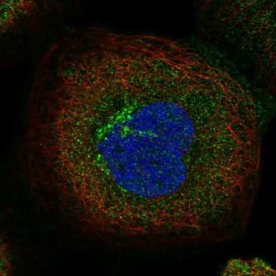 Immunocytochemistry/ Immunofluorescence: TBC1D5 Antibody [NBP2-38237]