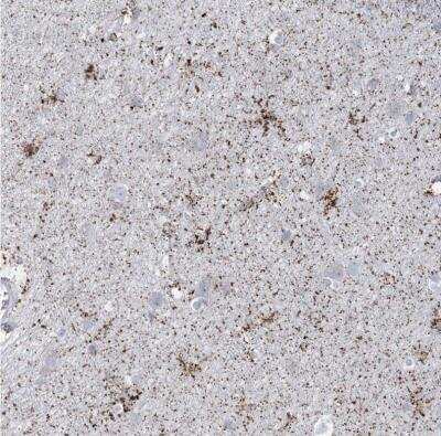Immunohistochemistry-Paraffin: TBC1D7 Antibody [NBP1-84231]