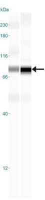 Simple Western: TBK1 Antibody (108A429)BSA Free [NB100-56705]