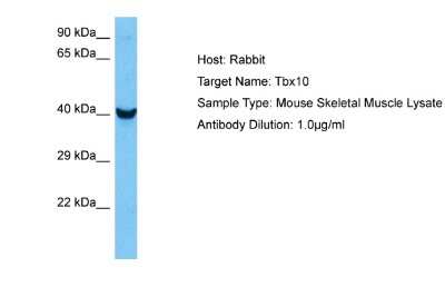 Western Blot: TBX10 Antibody [NBP2-85886]
