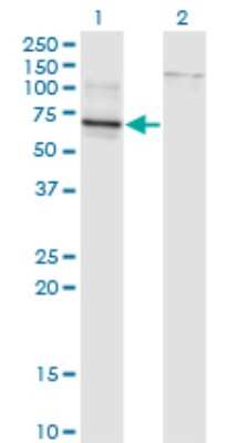 Western Blot: TBX22 Antibody (1A10) [H00050945-M01]